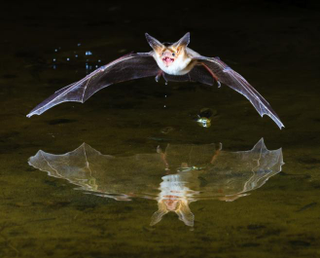 Illustration for article titled Nature's Candids: The Best Wildlife Camera-Trap Photography Of 2014